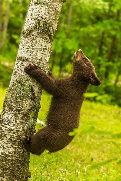 Minnesota-Pine County Black bear cub climbing tree
